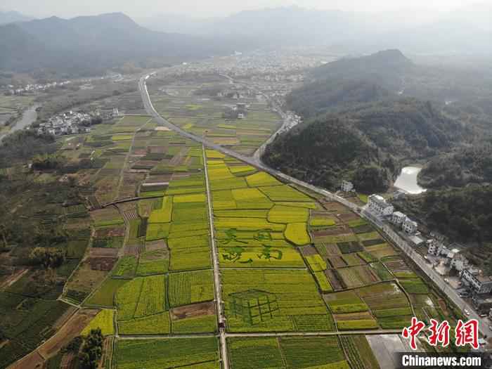  皖南油菜田“艺术性规划”长出新风景